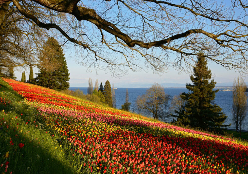 © Insel Mainau / Achim Mende